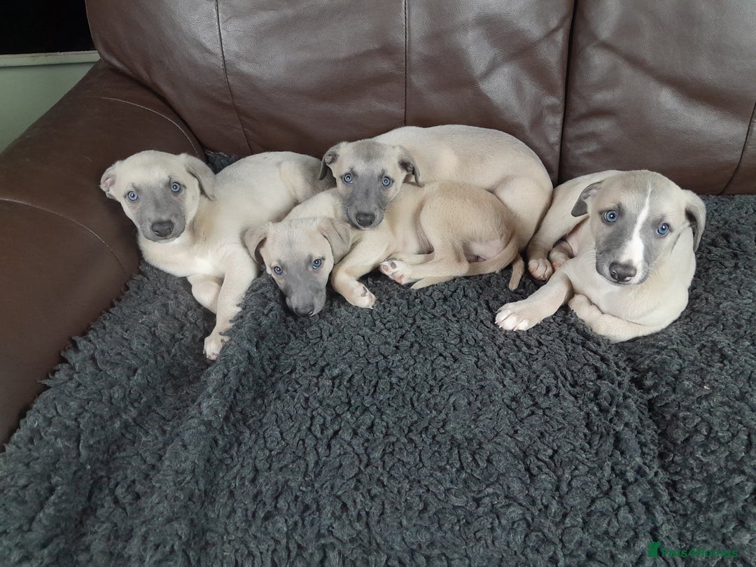 Whippet dogs for sale: Whippet pup's high quality Cruft winning bloodline - Image 12
