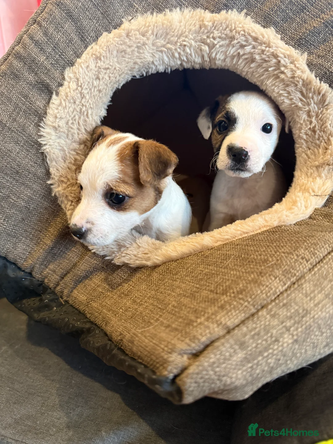 Parson Russell dogs for sale: Parson Russell Terrier - Advert 9