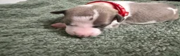 Whippet dogs for sale: litter of 8 pups 5x boys 3x bitches  - Advert 15
