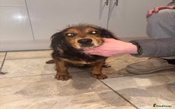 Cocker Spaniel dogs for sale: 4 girls 1 boy - Advert 1