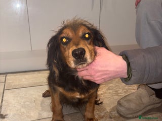 Cocker Spaniel dogs 4 girls 1 boy - Advert 2