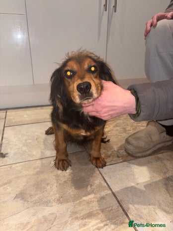 Cocker Spaniel dogs 4 girls 1 boy - Advert 3