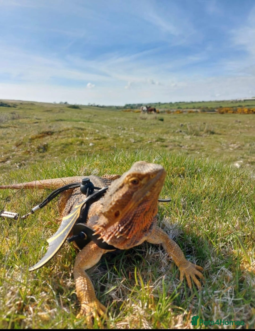 Bearded Dragon reptiles for sale: Female bearded dragon - Image 1