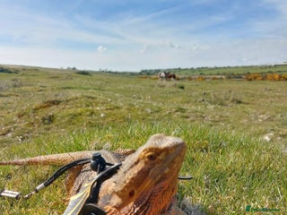 Bearded Dragon reptiles - Advert 7