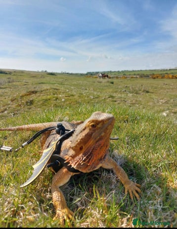Bearded Dragon reptiles - Advert 1
