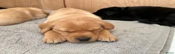 Labrador Retriever dogs for sale: 2 gorgeous black boys available  - Advert 11