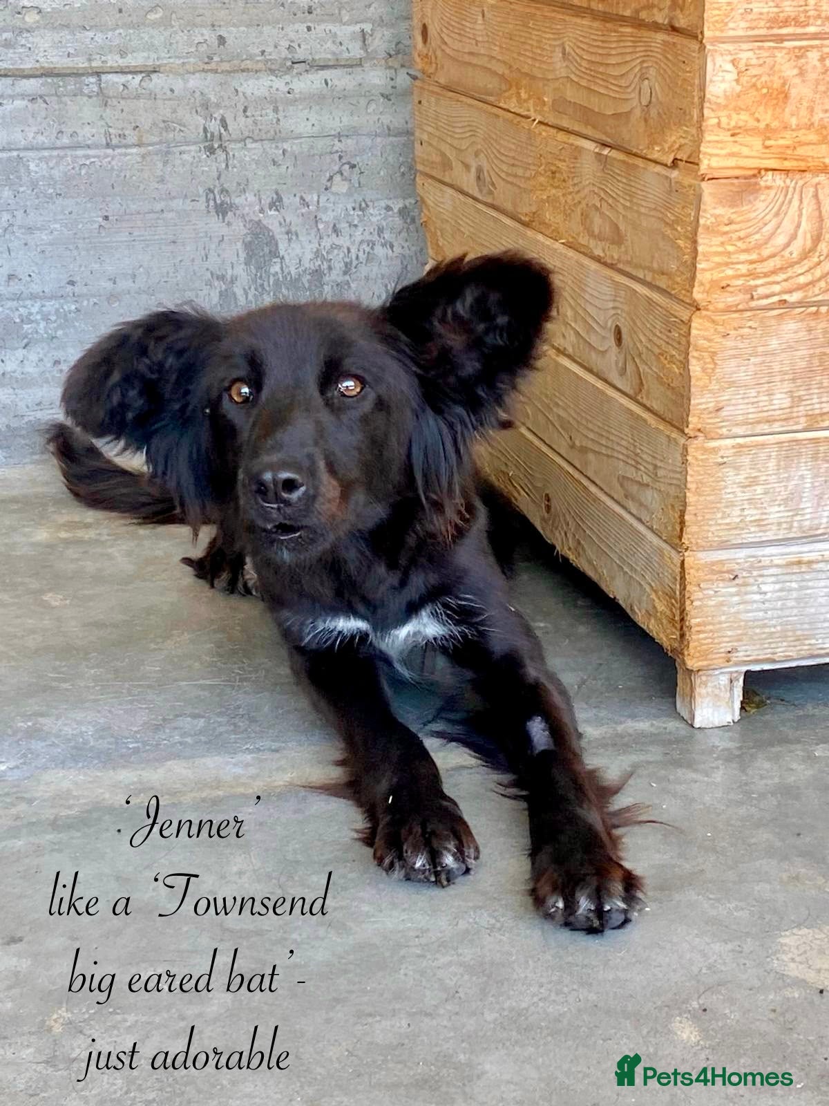 Mixed Breed dogs Jenner, 1-2 yrs old. Available for adoption. - Advert 2