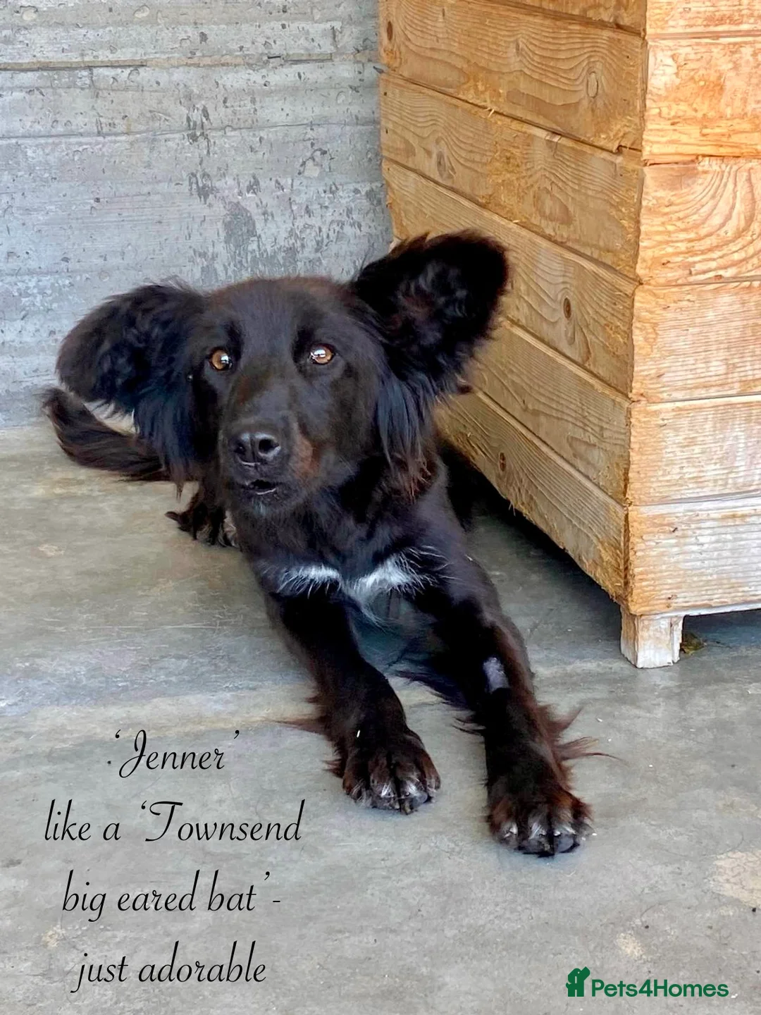 Mixed Breed dogs for adoption: Jenner, 1-2 yrs old. Available for adoption. in Brixham - Advert 1