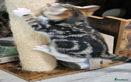 Mixed Breed cats for sale: Stunning maine coon cross kittens - Image 11