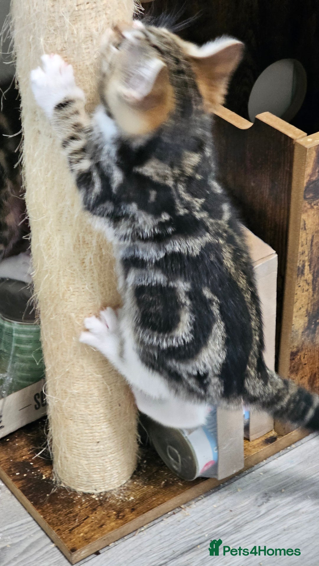Mixed Breed cats for sale: Stunning maine coon cross kittens - Image 11