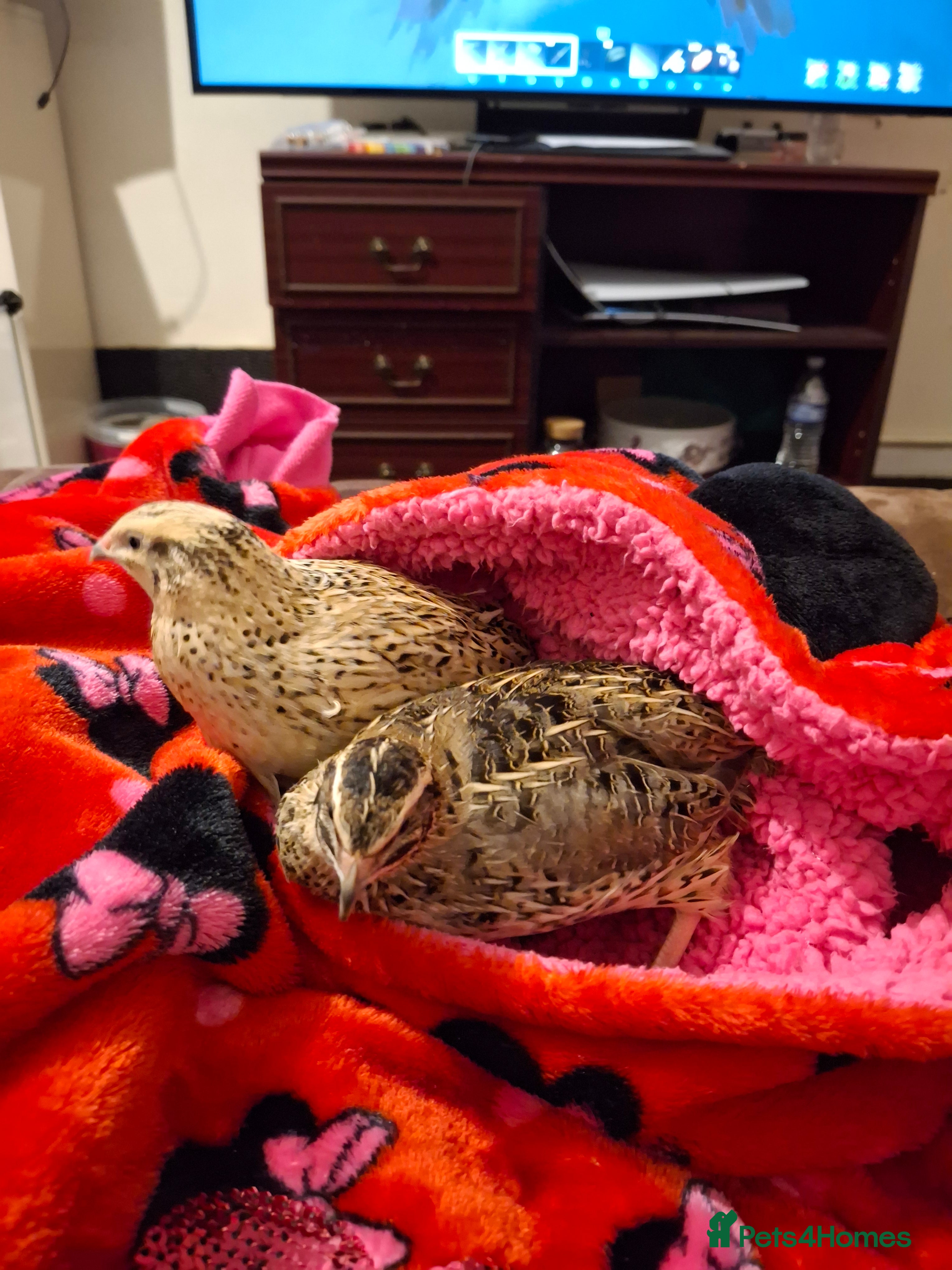 Mixed Breed birds 2 femail quails with cage - Advert 1