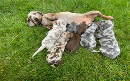 Miniature Dachshund dogs for sale: Miniature dachshund - Image 9