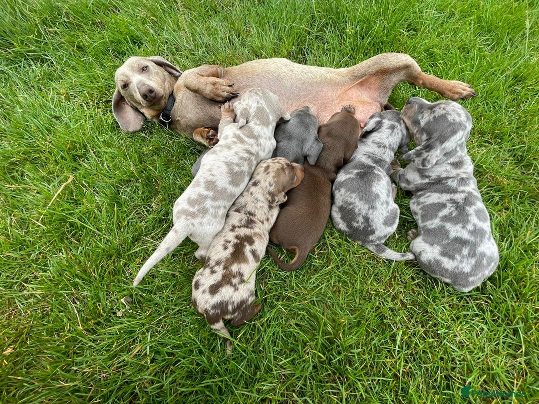 Miniature Dachshund dogs for sale: Miniature dachshund - Image 9