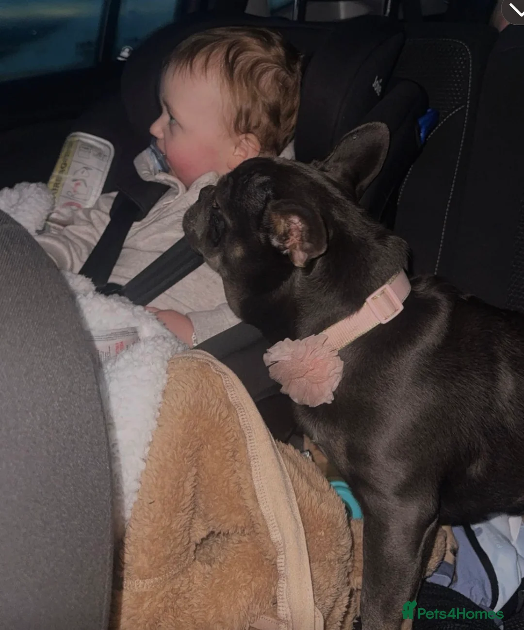 French Bulldog dogs for sale: Bella 🎀 - Advert 1