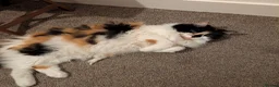 Mixed Breed cats for adoption: Friendly Fire Survivor Cats - Advert 2