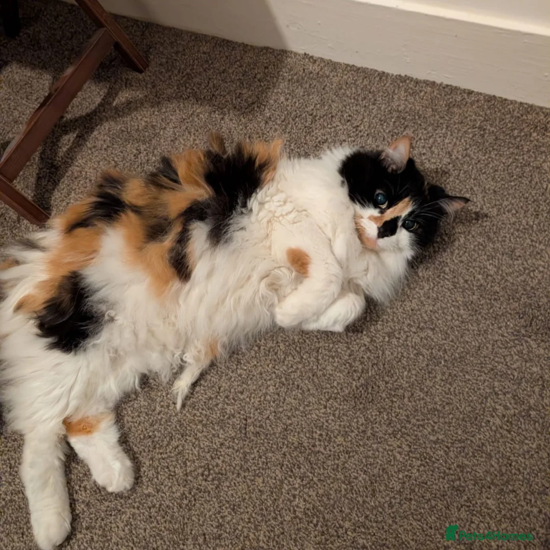 Mixed Breed cats for adoption: Friendly Fire Survivor Cats - Advert 2