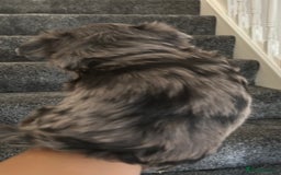 Yorkshire Terrier dogs for sale: Colourful Yorkshire terrier  - Image 23