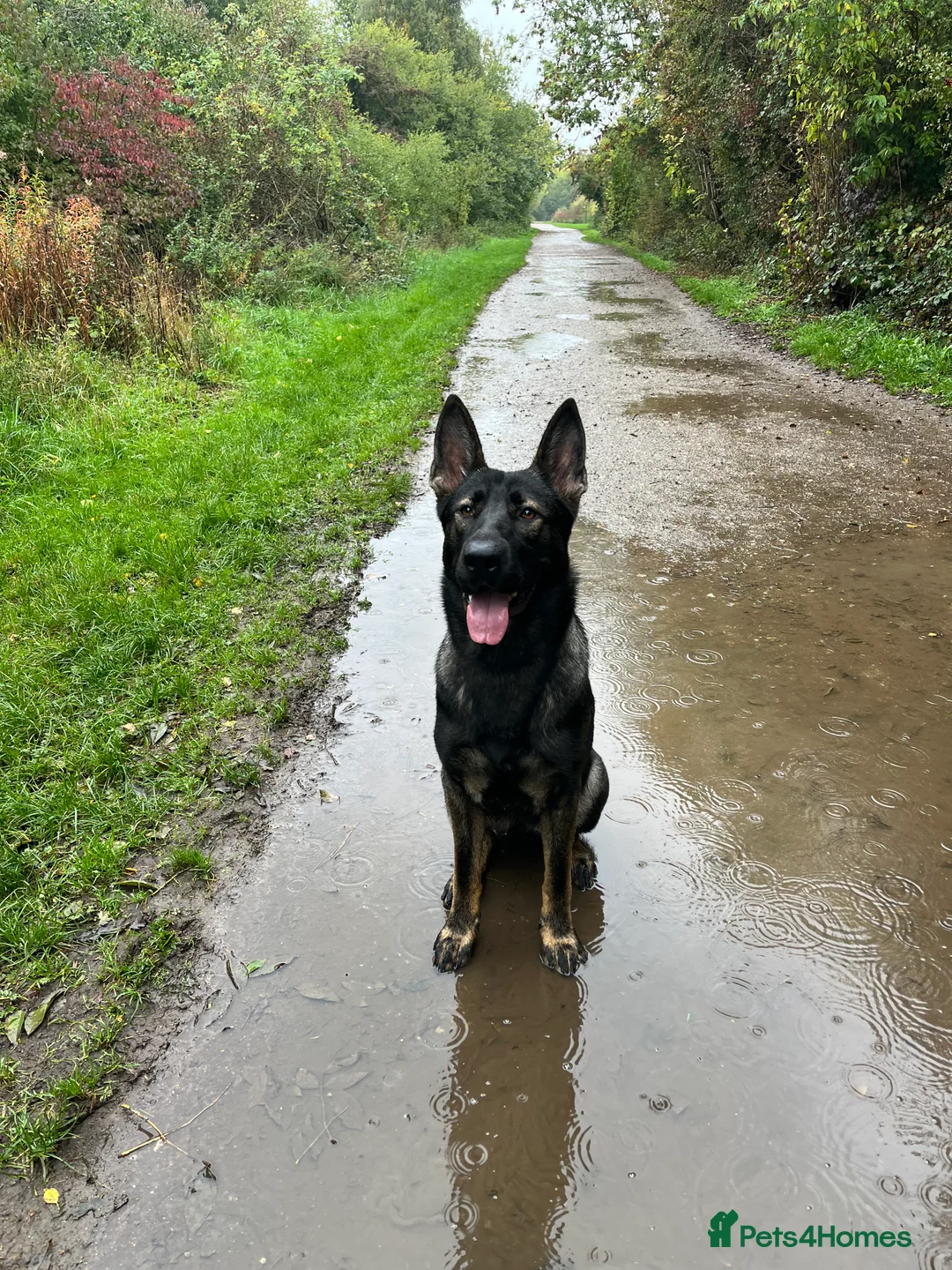 German Shepherd dogs for sale: Working Line German shepherd - Advert 2