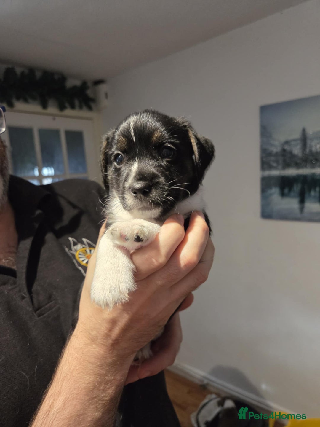 Jack Russell dogs for sale: 3 remaining pups - Image 5
