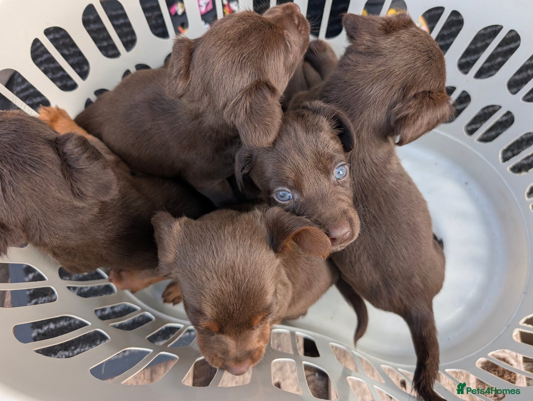 Mixed Breed dogs for sale: Small Jack Russell X Cocker Spaniel Puppies  - Image 11