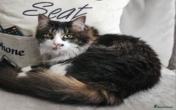 Mixed Breed cats for sale: Unique mixed breed stunning girl - Image 5