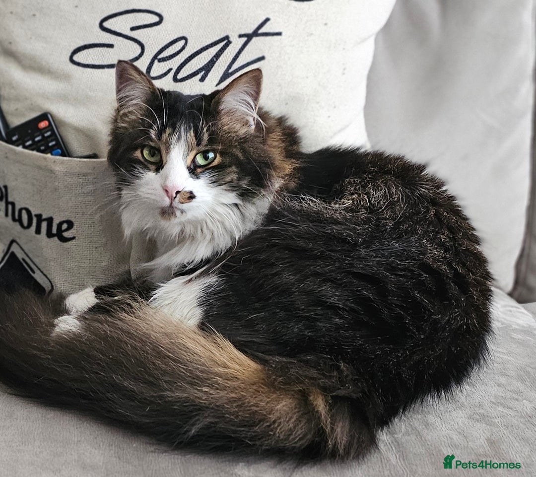 Mixed Breed cats for sale: Unique mixed breed stunning girl - Image 5