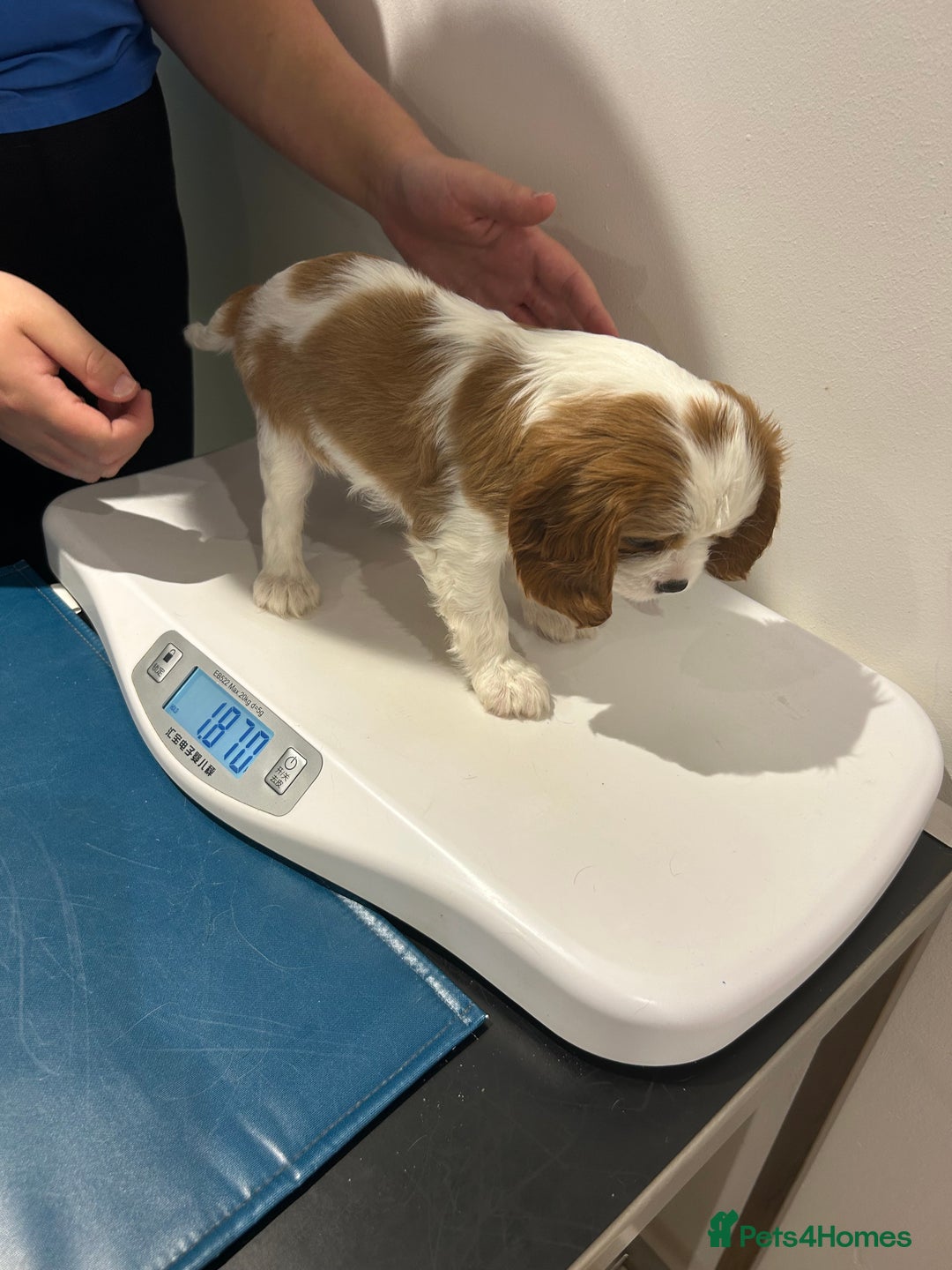 Cavalier King Charles Spaniel dogs for sale: Blenheim cavalier King Charles puppies - Image 26