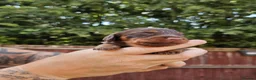 Miniature Dachshund dogs for sale: Miniature dachshund long haired - Advert 8