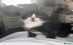 Mixed Breed cats for sale: 4 kittens for sale 2 boys & 2 girls - Image 5