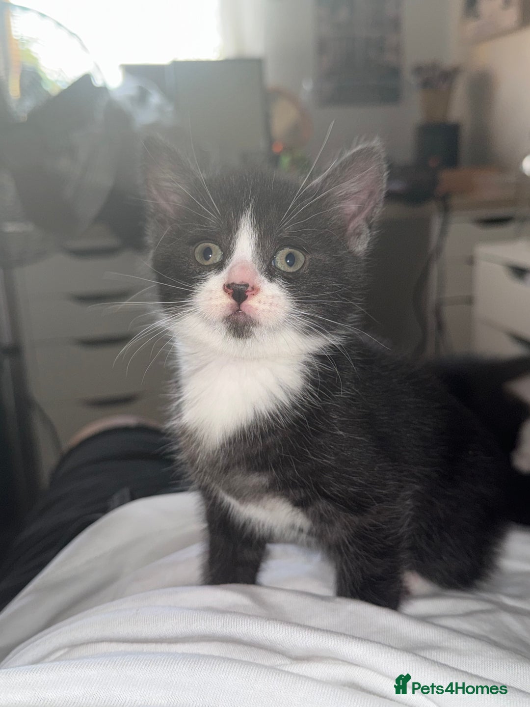 Mixed Breed cats for sale: 4 kittens for sale 2 boys & 2 girls - Image 5
