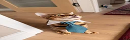 Bengal cats for sale: F3 Bengal glitter coat  in Nottingham - Advert 3