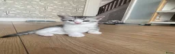 Mixed Breed cats for sale: Half BSH kittens  in Thornton Heath - Advert 5