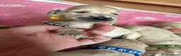 Golden Retriever dogs for sale: Beautiful Kc registered Golden Retriever puppies  - Advert 9