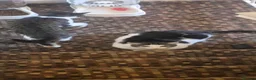 Mixed Breed cats for sale: Winston in Burnley - Advert 6