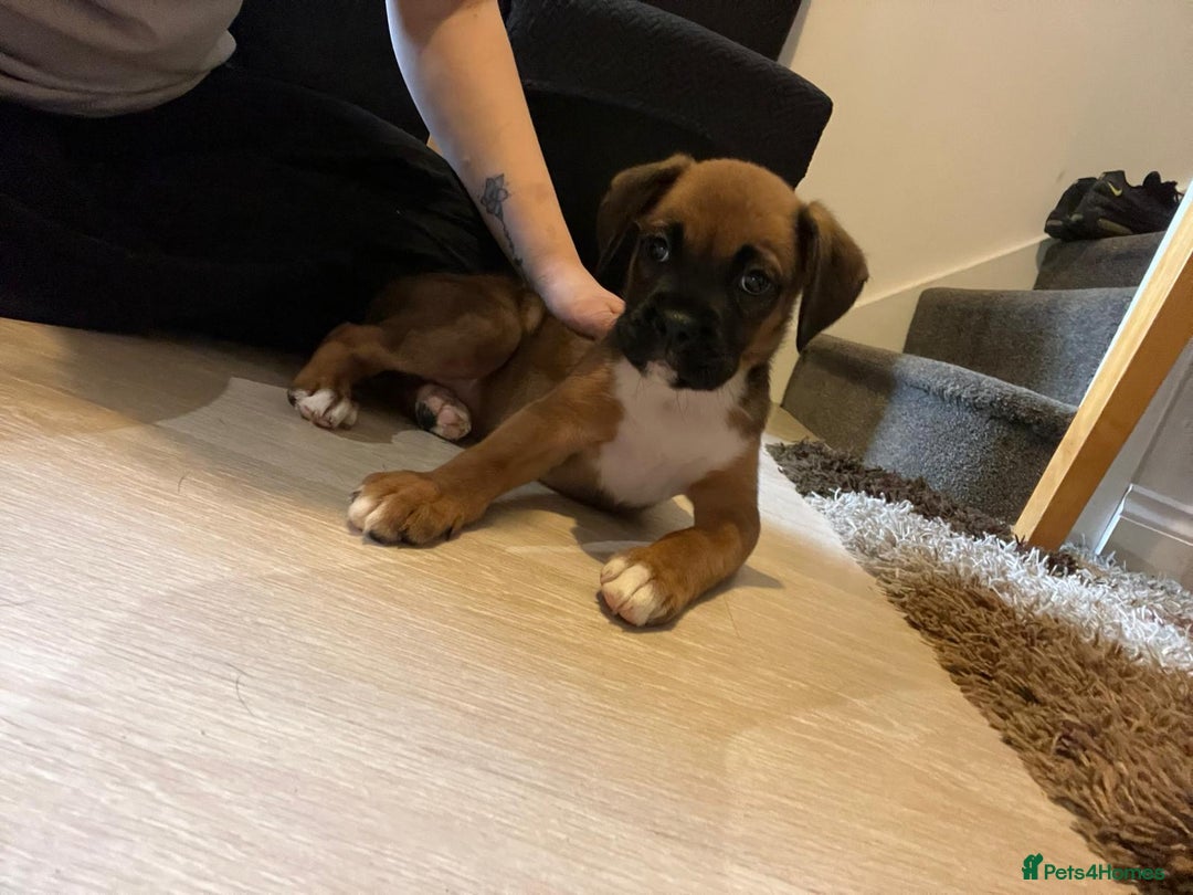 Boxer dogs for sale: Gorgeous boxer puppies for sale  - Image 13