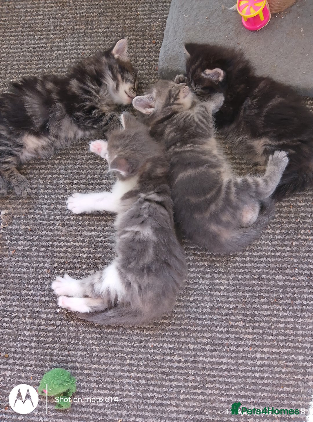 Norwegian Forest Cat cats for sale: 4 11 week old kittens  - Image 12