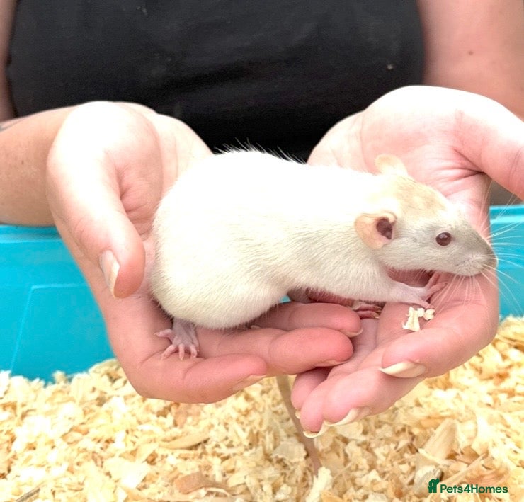 Rat rodents Beautiful friendly Dumbo rats  - Advert 2