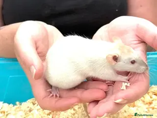 Rat rodents Beautiful friendly Dumbo rats - Advert 2
