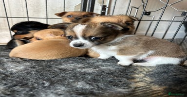 Chihuahua dogs - Advert 12