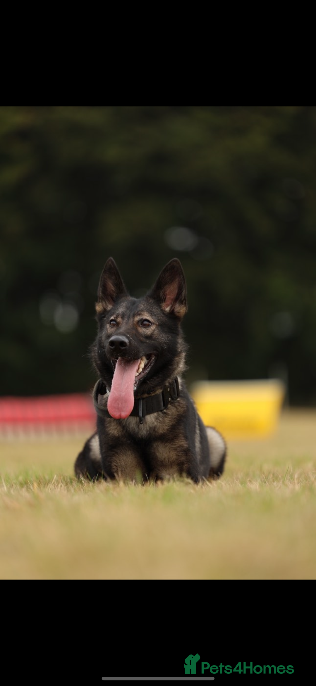 German Shepherd dogs for sale: 🧬Working Line German Shepherds, Full HealthTested - Advert 10