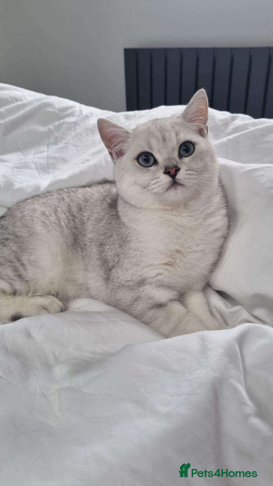 British Shorthair cats Male British Shorthair Kitten  - Advert 18