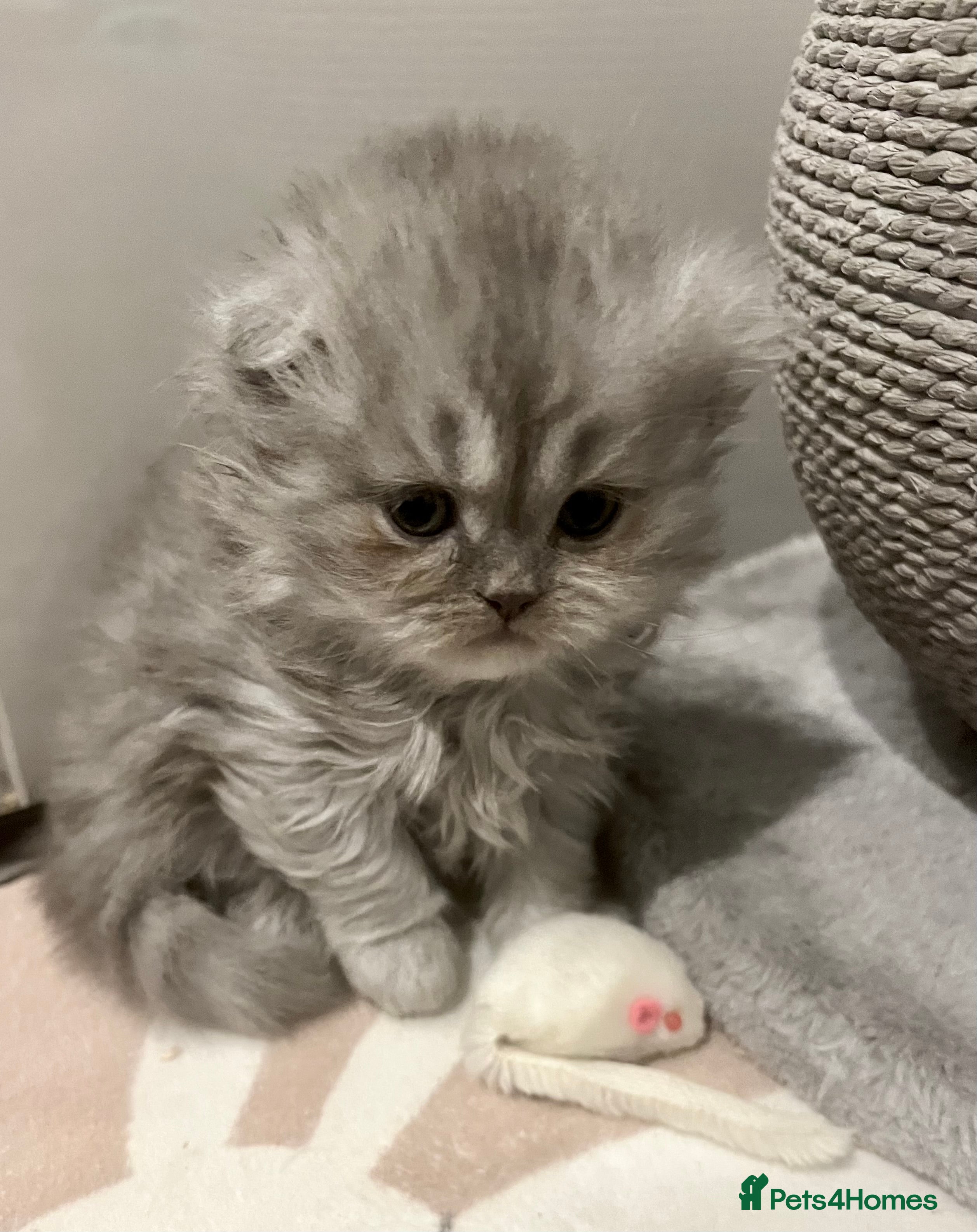 Scottish Fold cats One girl available. - Advert 5