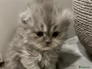 Scottish Fold cats One girl available. - Advert 5