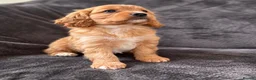 Cavapoo dogs for sale: First sneak peek of these adorable Cavapoo’s - Advert 10