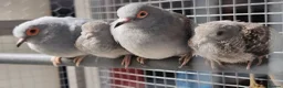 Doves birds for sale: Diamond doves  - Advert 5