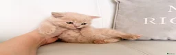 British Shorthair cats for sale: 🌸 BRITISH SHORTHAIR KITTENS 🌸 - Advert 2