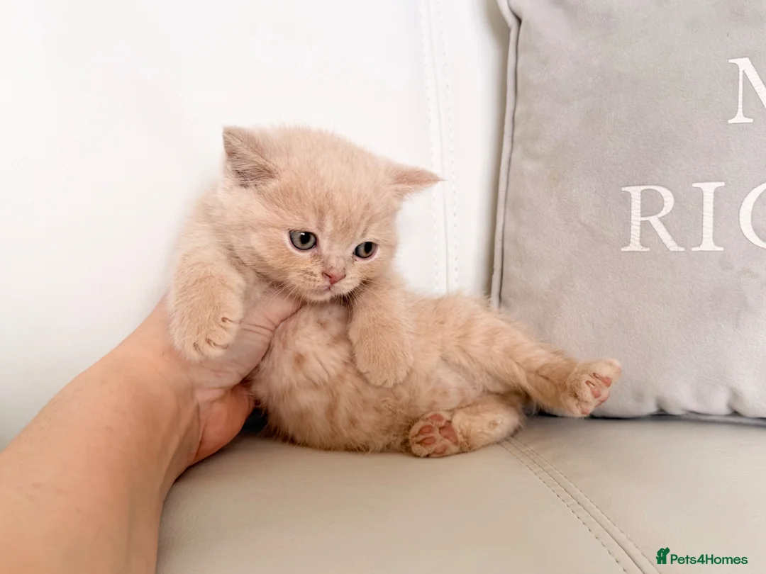 British Shorthair cats for sale: 🌸 BRITISH SHORTHAIR KITTENS 🌸 - Advert 2