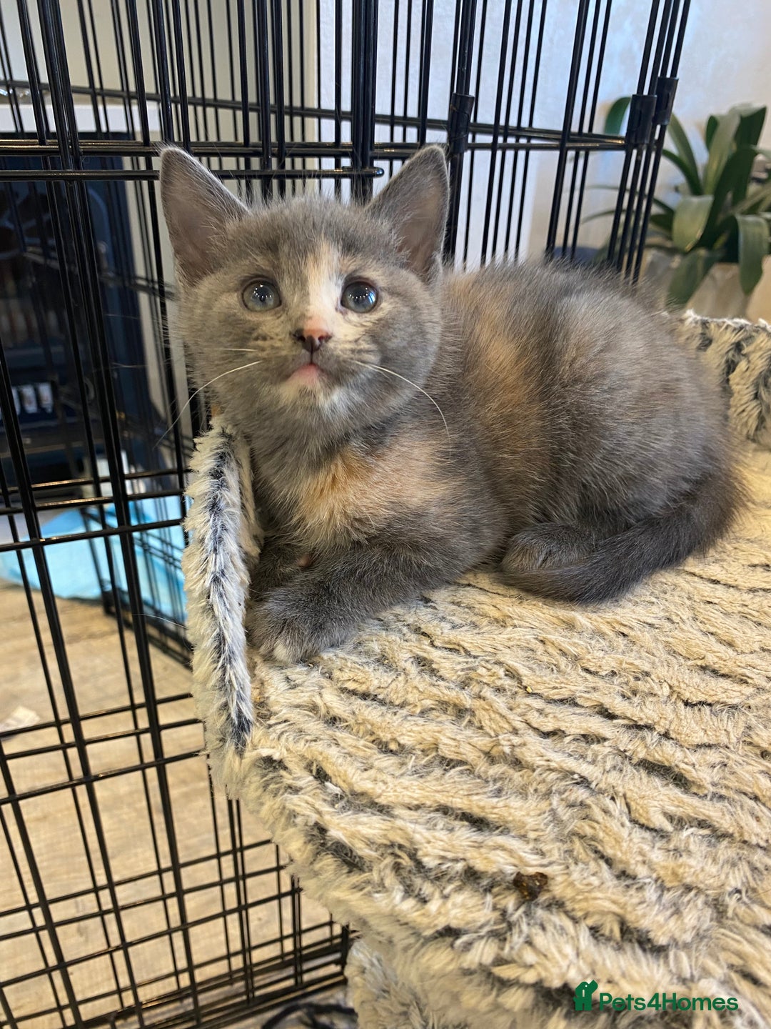 Mixed Breed cats for sale: Beautiful kittens - Image 6