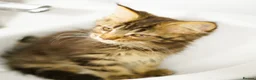 Maine Coon cats for sale: Gorgeous pure breed Mainecoon kittens ready now - Advert 33
