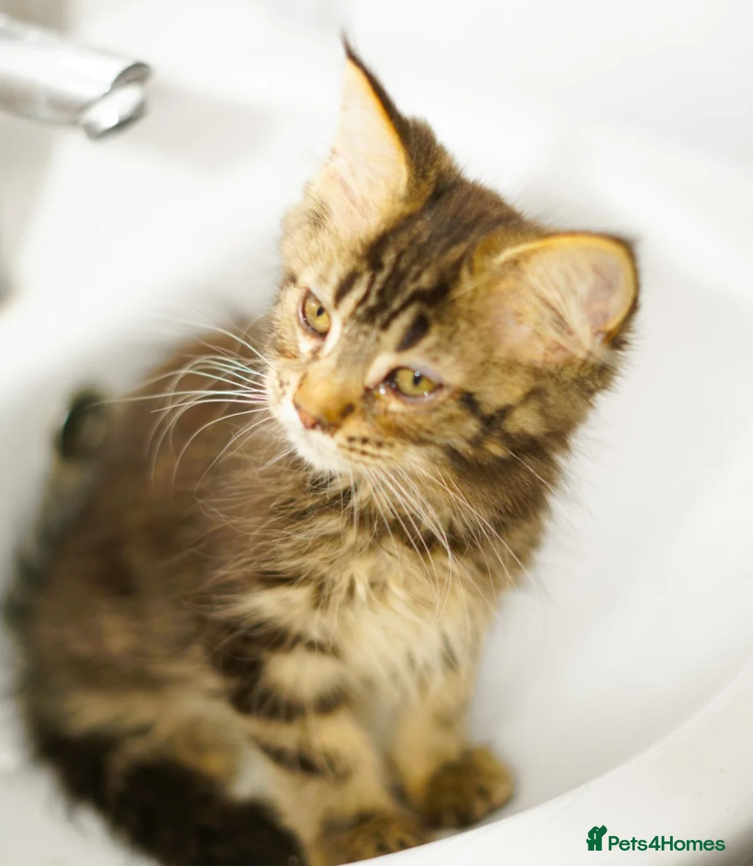 Maine Coon cats for sale: Gorgeous pure breed Mainecoon kittens ready now - Advert 33